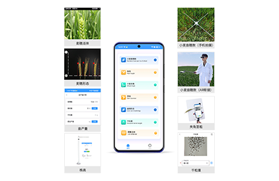 商洛市小麦表型测量仪IN-XM05